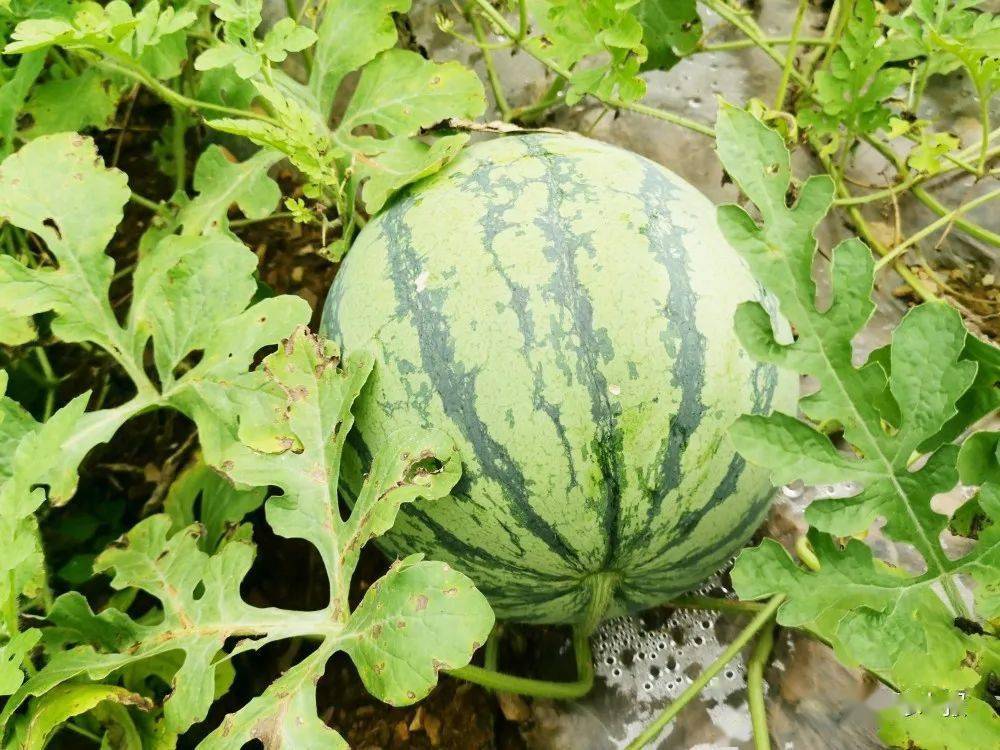 杭口镇双井村第一书记徐湘宁喊你来吃瓜_西瓜