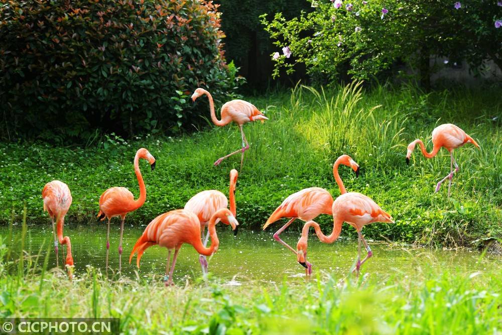 山东青岛:热带野生动物享盛夏