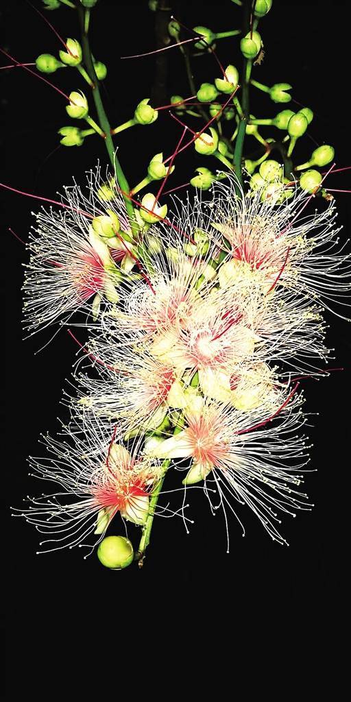 海南儋州七里村玉蕊花盛开飘香古村落