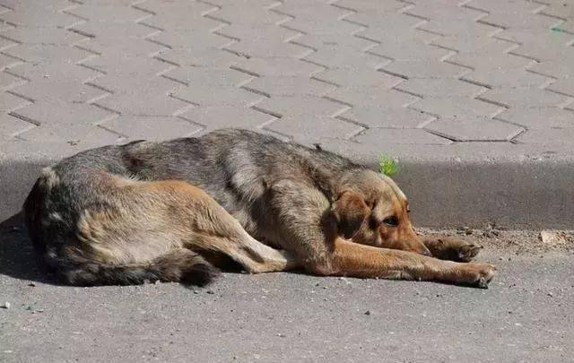 受伤狗狗在草丛中"挣扎",女子发现后没有丢下它,它仍信任人类