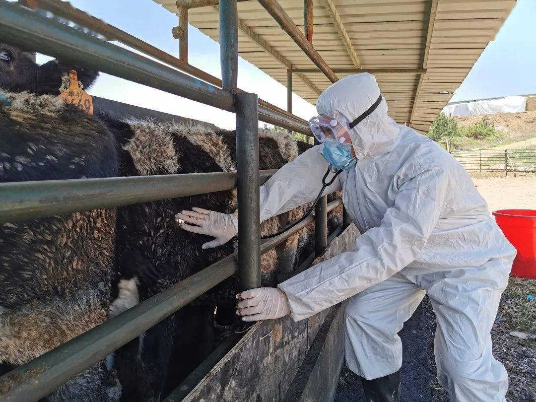 视诊听诊06检疫人员将活牛监督押运至指定隔离场,确保卸船数量和入场