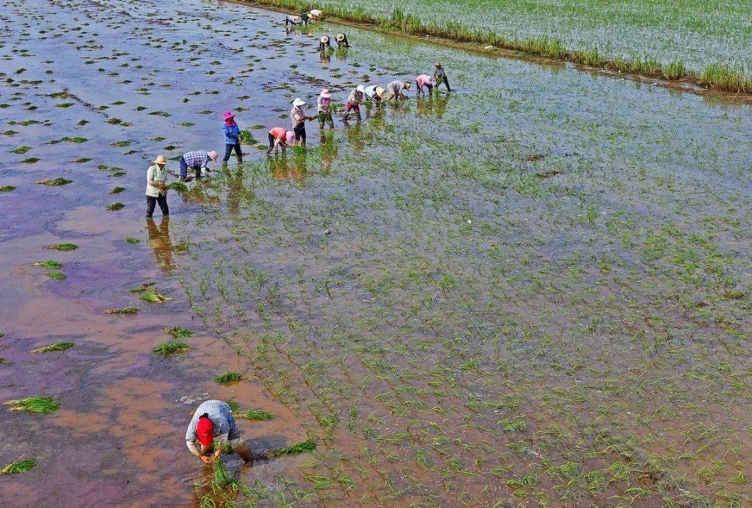 寿县保义:农村人工插秧忙,田间一道靓丽的风景