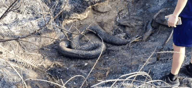印尼大火烧死蟒蛇王图片