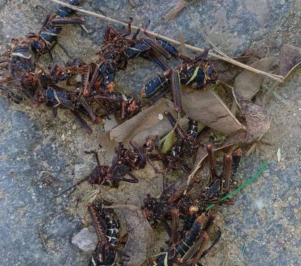 南美多国闹蝗灾 巴西两州进入紧急状态_蝗虫