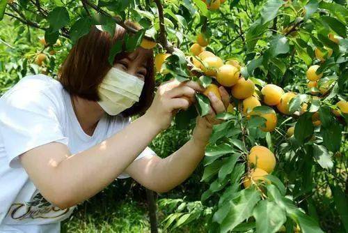 本市农口区种植的水果陆续进入采摘期日前,交警河东支队中山门大队大
