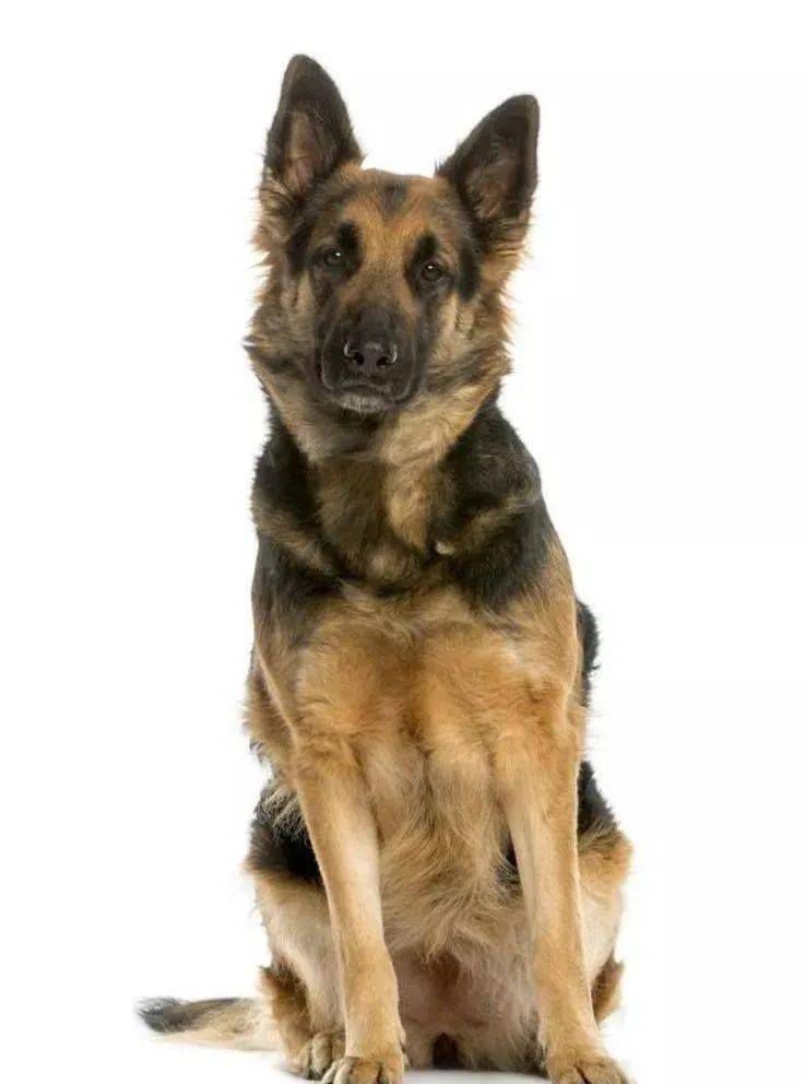 活跃在世界范围的工作犬德国牧羊犬