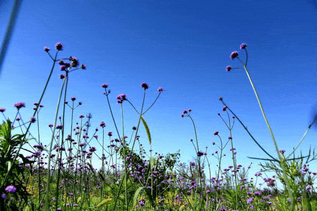 【美在白水】当夏天的风遇到和园的芬芳
