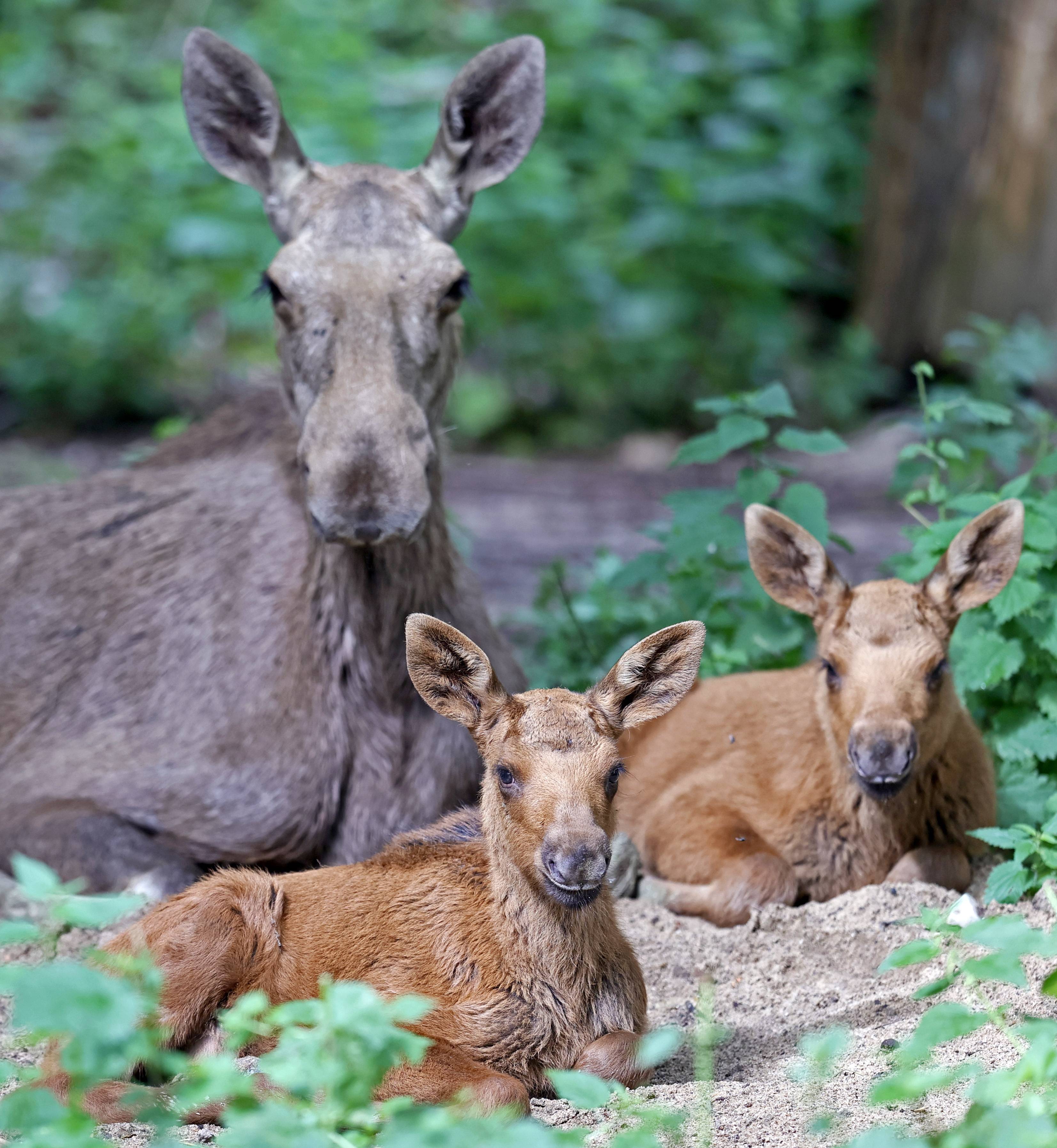 日这是6月29日在德国巴特梅根特海姆野生动物园拍摄的东部森林狼幼崽