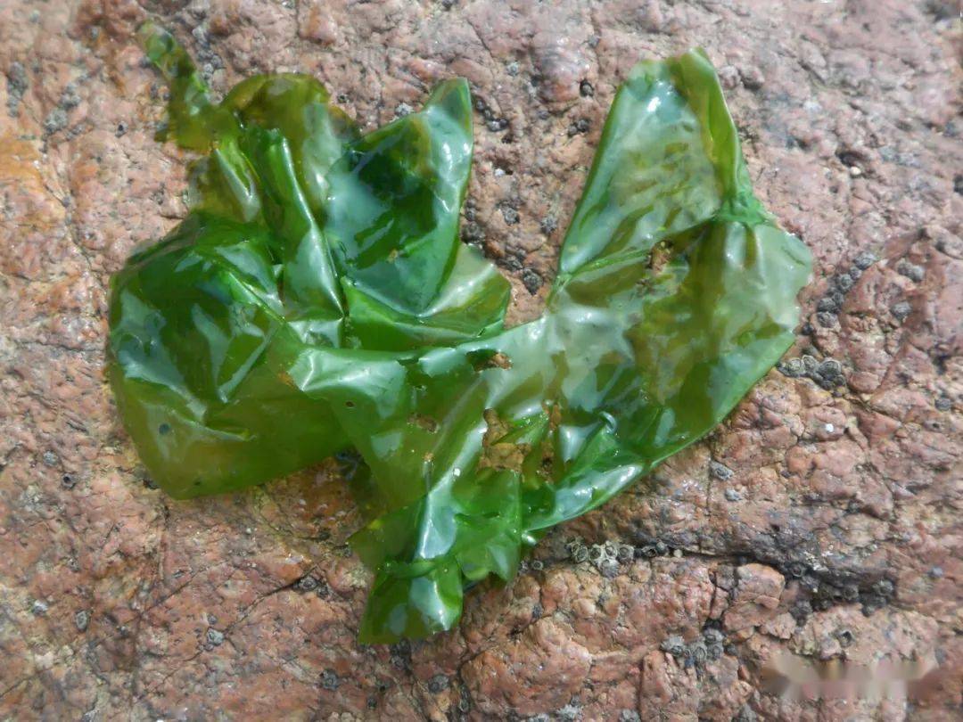 "不是一家人,不进一家门",所以现在已被拆的七零八落,绿藻还算是正经