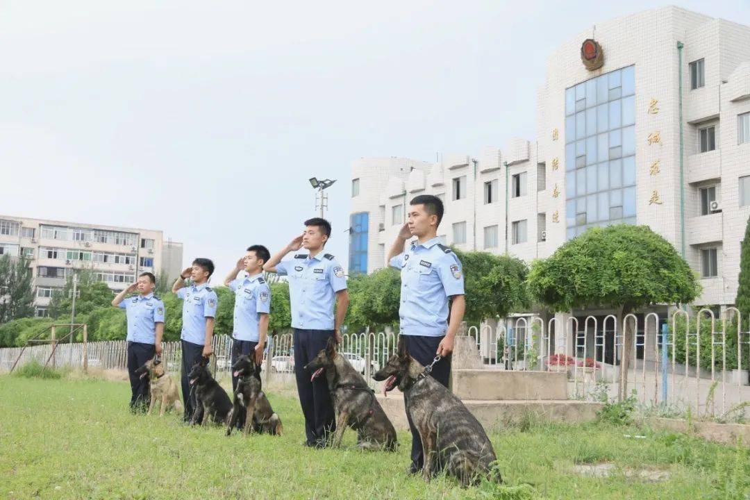 训犬爱好者可以报考的大学,中国刑事警察学院_警犬