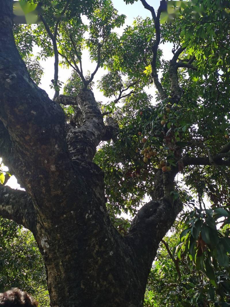 惠州百年古荔枝树约2.5万株!专家支招:开发经济价值带动保护