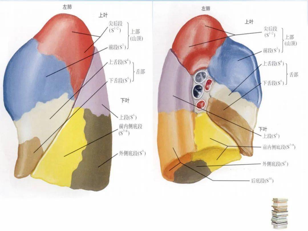 左肺上叶尖后段解剖图图片