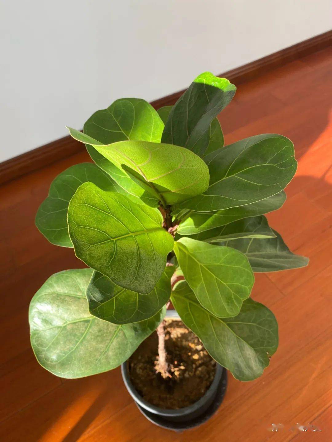 识花| 看图猜花名,了解更多有趣花卉知识~_叶榕