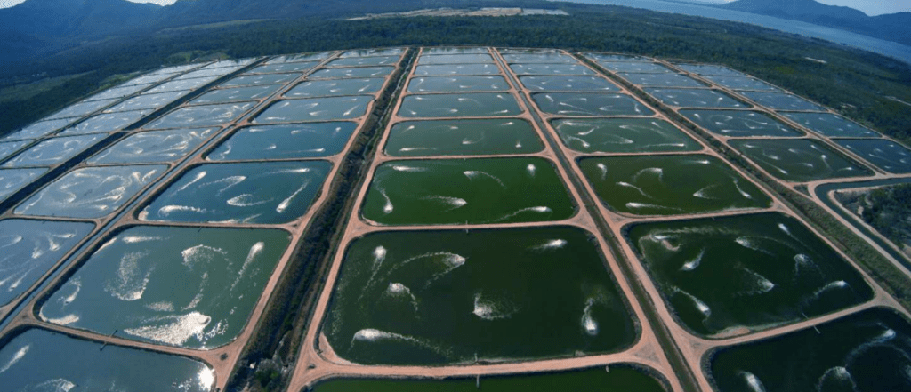 疯狂一张棚4万养虾真的那么好赚零换水养殖金刚虾你一定没见过虾讯