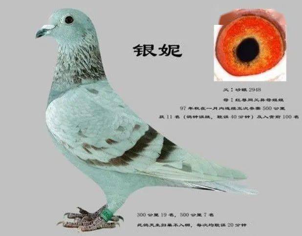 红色海茨曼西翁系名鸽欣赏