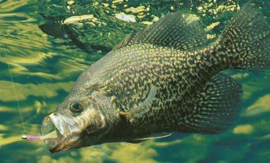 请看上图,莓鲈习惯性的往上看,相对于背后有遮蔽