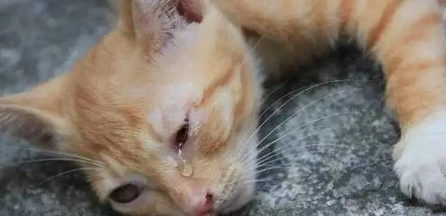 人性至暗时刻虐猫黑色产业链揭秘者反遭人肉