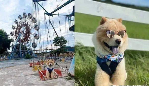 松狮犬模仿狮子姿势,同步吐舌卖萌,下秒画面亮了!