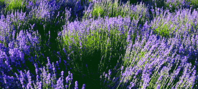 如果你失眠,驱蚊香薰里的薰衣草精油就能发挥它的香薰芳疗作用,让你