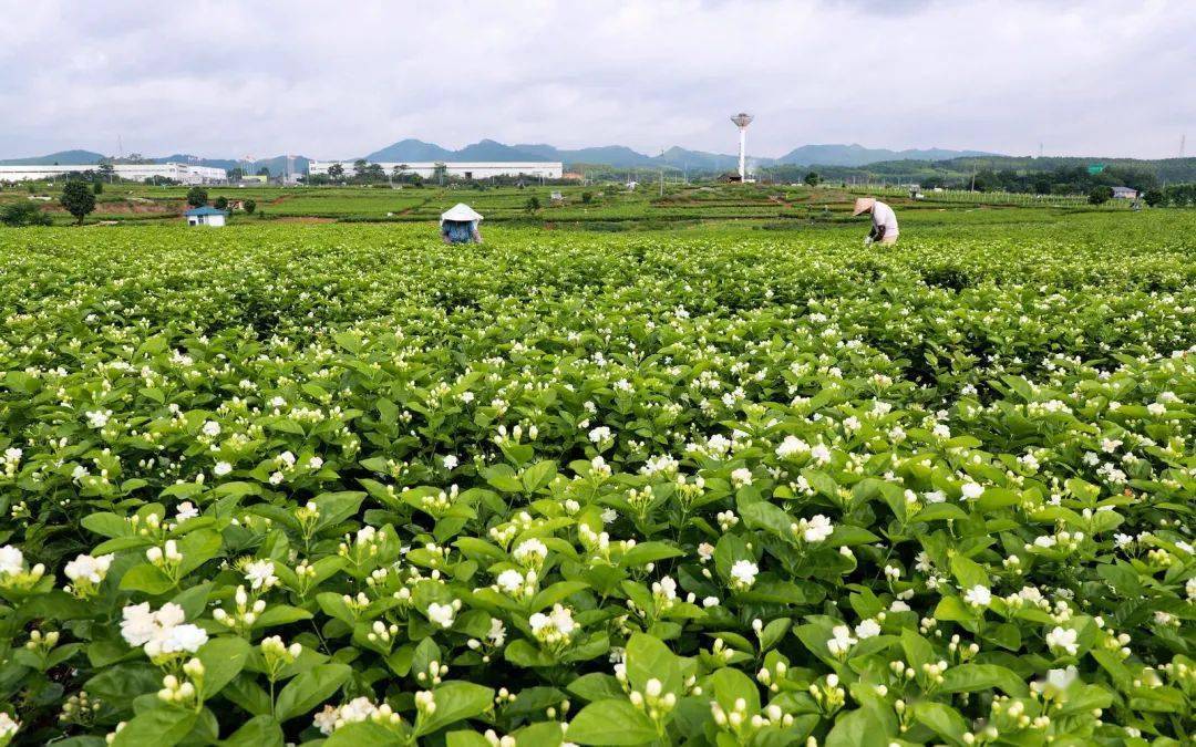 硬货知识用茉莉花茶做茶饮保持清香持久的秘密