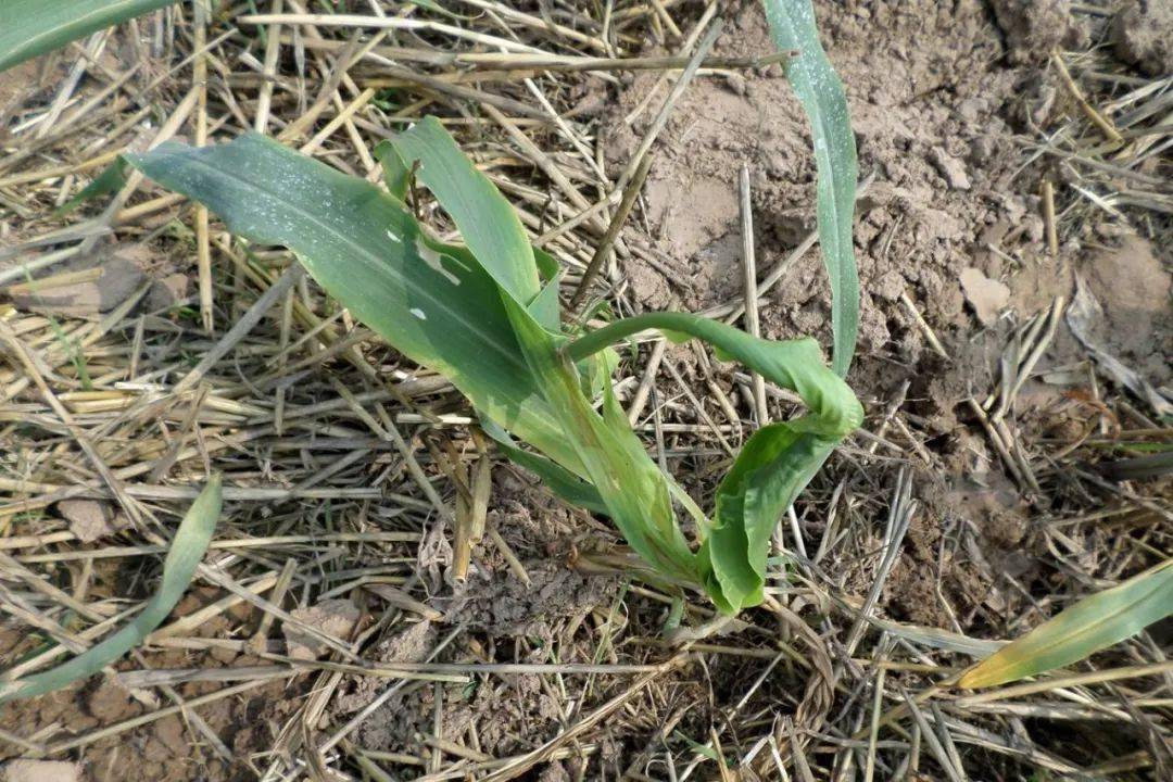 玉米叶片展开不畅为啥咋办