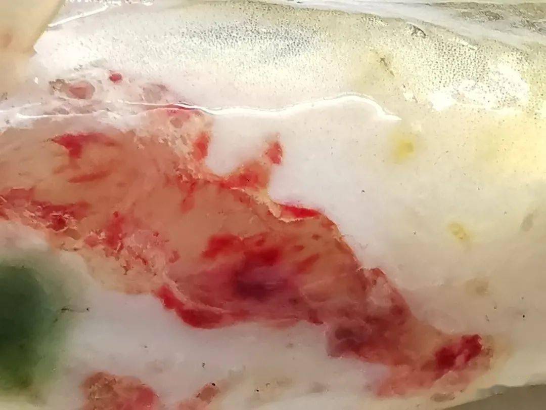 02镜检这些发病的黄颡鱼,在鳃部均未发现有大量的寄生虫,少量的车轮虫