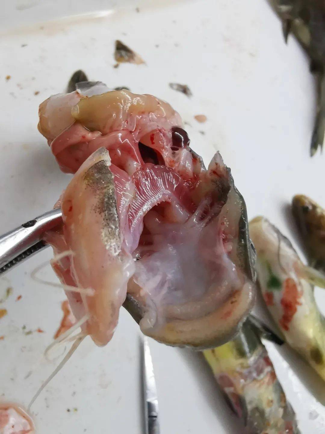 02镜检这些发病的黄颡鱼,在鳃部均未发现有大量的寄生虫,少量的车轮虫