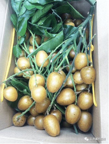 2020年无核上市 云浮郁南无核黄皮,广东省郁南县特产,中国国家地理