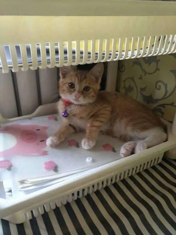 2020/7/2海淀区牡丹园4个月公猫