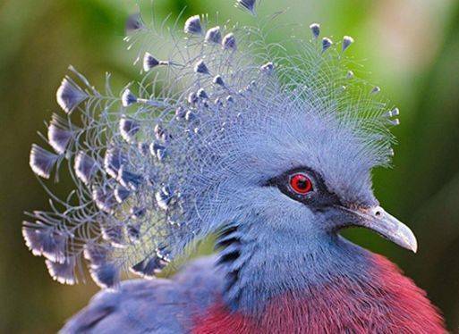 没见过的鸽子,寿命30年,冠压群鸽,一般鸽子在它面前都抬不起头