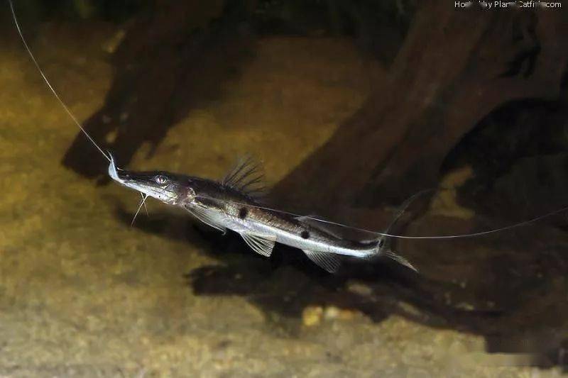 每天认识一种南美鱼59狐狸鸭嘴i型