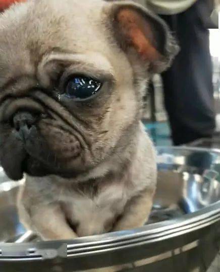 小奶狗刚刚满月就被主人带到狗市狗狗伤心的一直哭