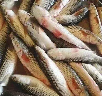海梭鱼泛滥天津潮白河狂暴连竿钓友说随便钓一钓一桶