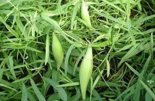 农村田野常见的"羊奶瓜",很多人不知是"宝贝",见到不要错过