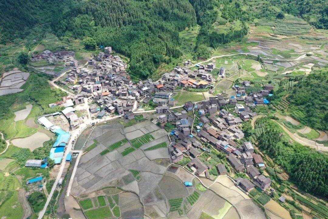 【乡村新闻官连南播报66】甜甜甜进你心里的香坪甜玉米向你飞来