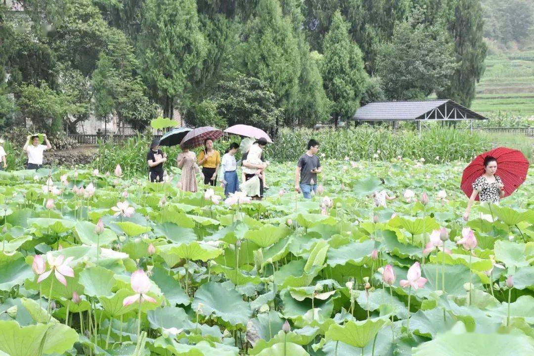 偷偷告诉你新湾乡回坑村的荷花好漂亮