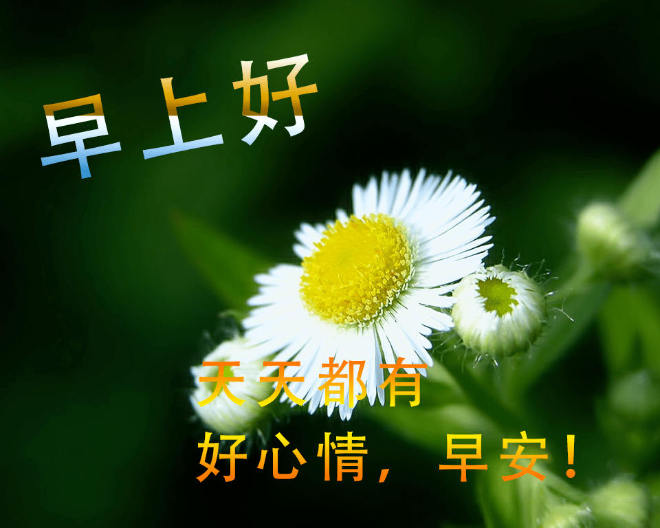 早上好问候祝福美句子漂亮的鲜花祝福早安图片带字