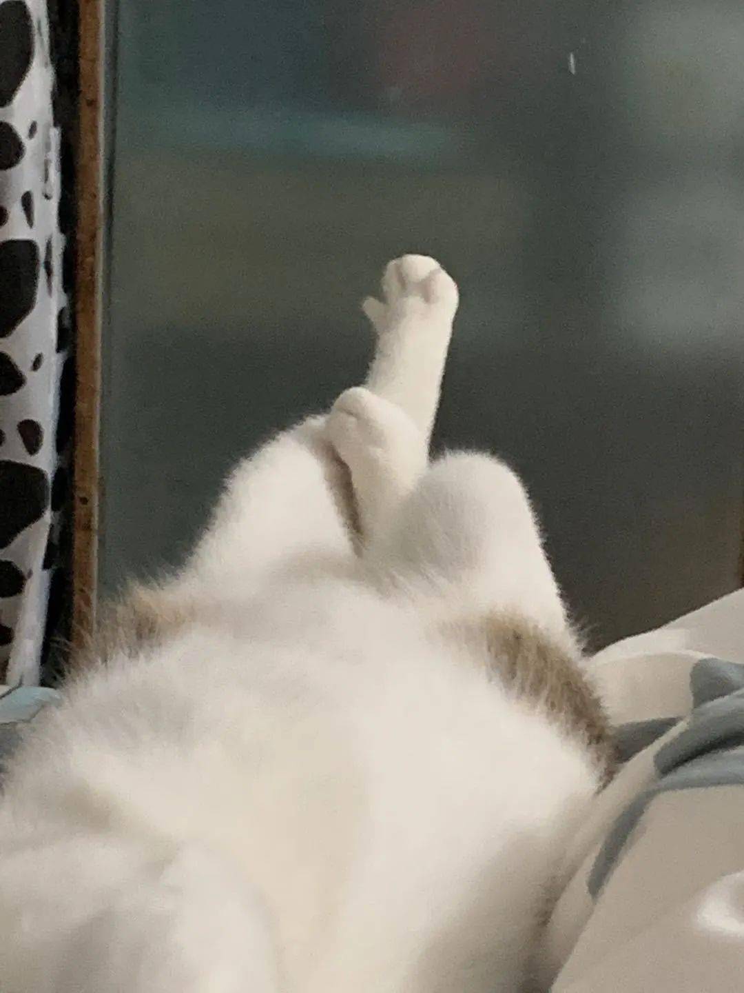 猫论搞黄色在座的都是垃圾