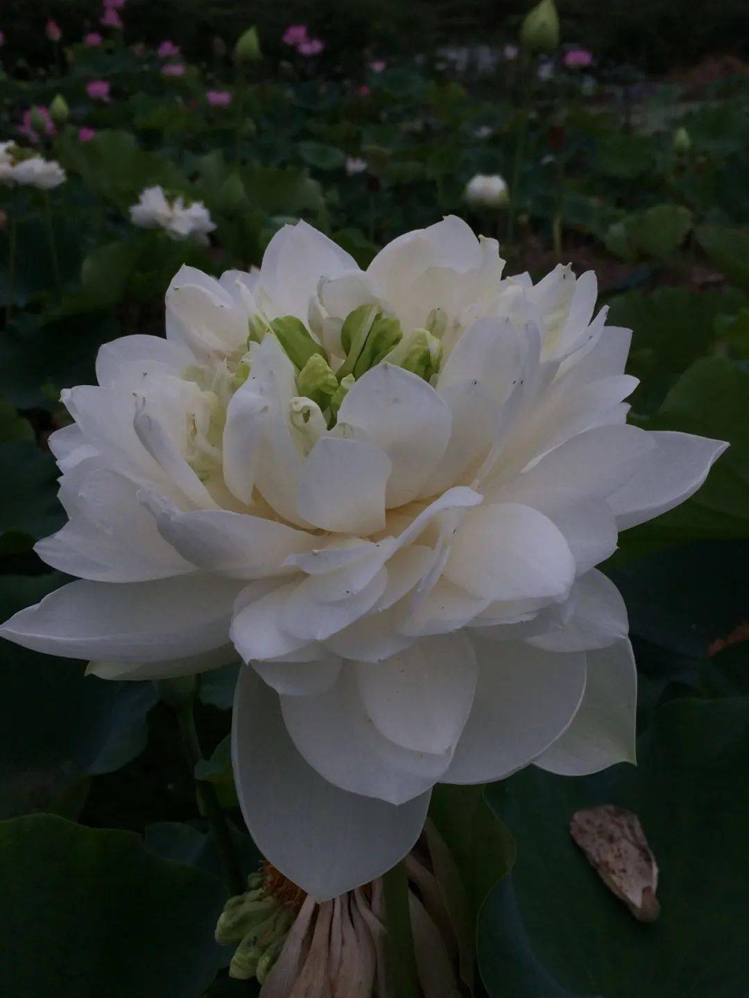 早白雪2019年新登录国际睡莲水景园艺学会(iwgs)品种,花紫红色,单瓣