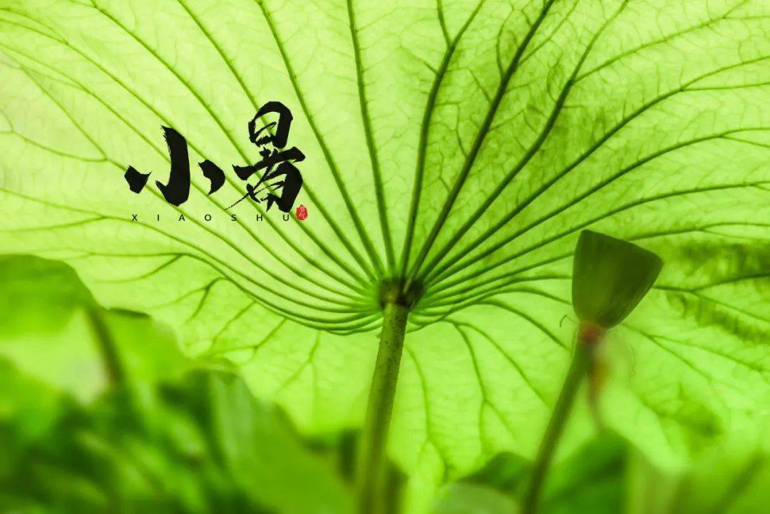 最美小暑古诗词窗下清风鼻间香