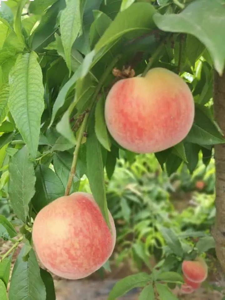 【文广优选】世业洲开心农场无公害水果: 油桃(6斤/箱)_镇江