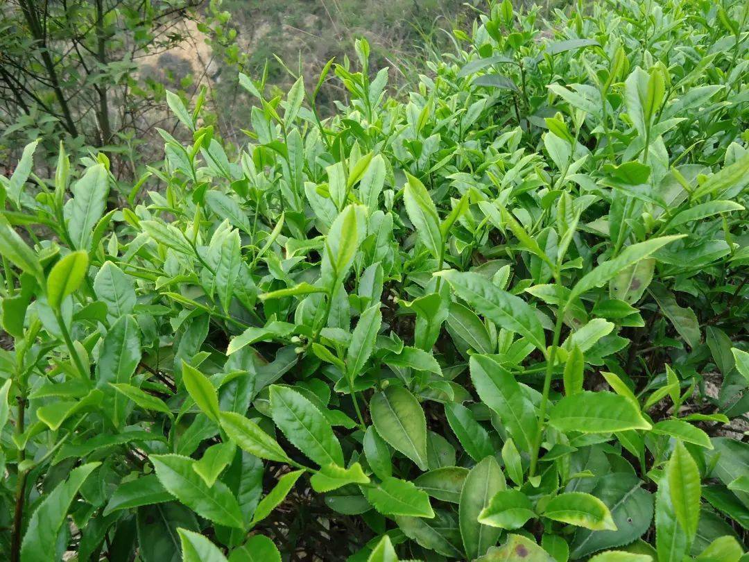 观音赐茶天地人茶