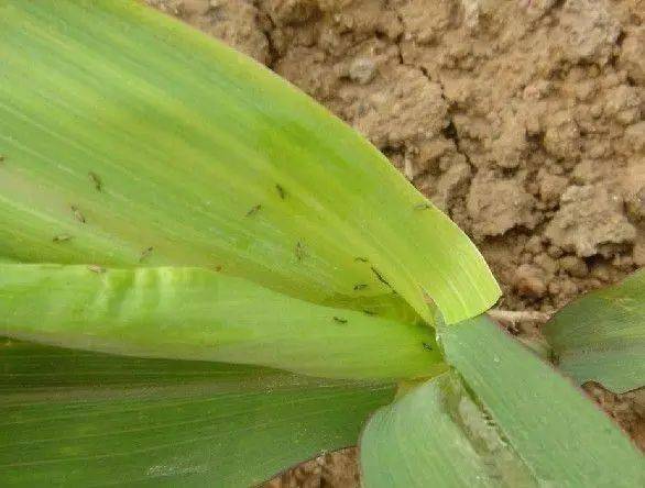 超级经典蓟马危害典型症状作物图册