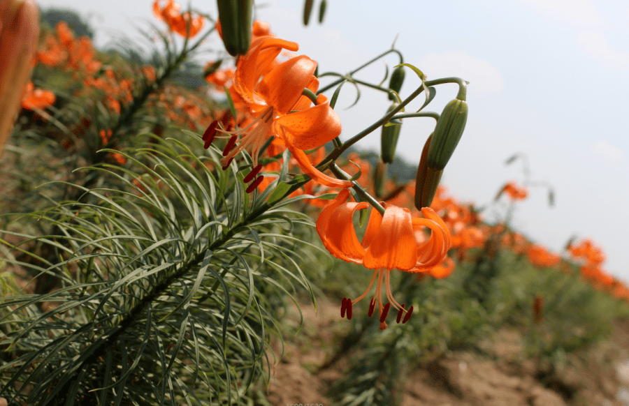 兰州百合植株图片图片