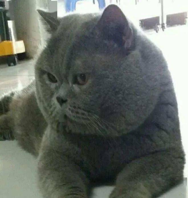 网友家一肥胖蓝猫,朋友说这猫猫是虚胖,结果剃毛之后让人看傻眼