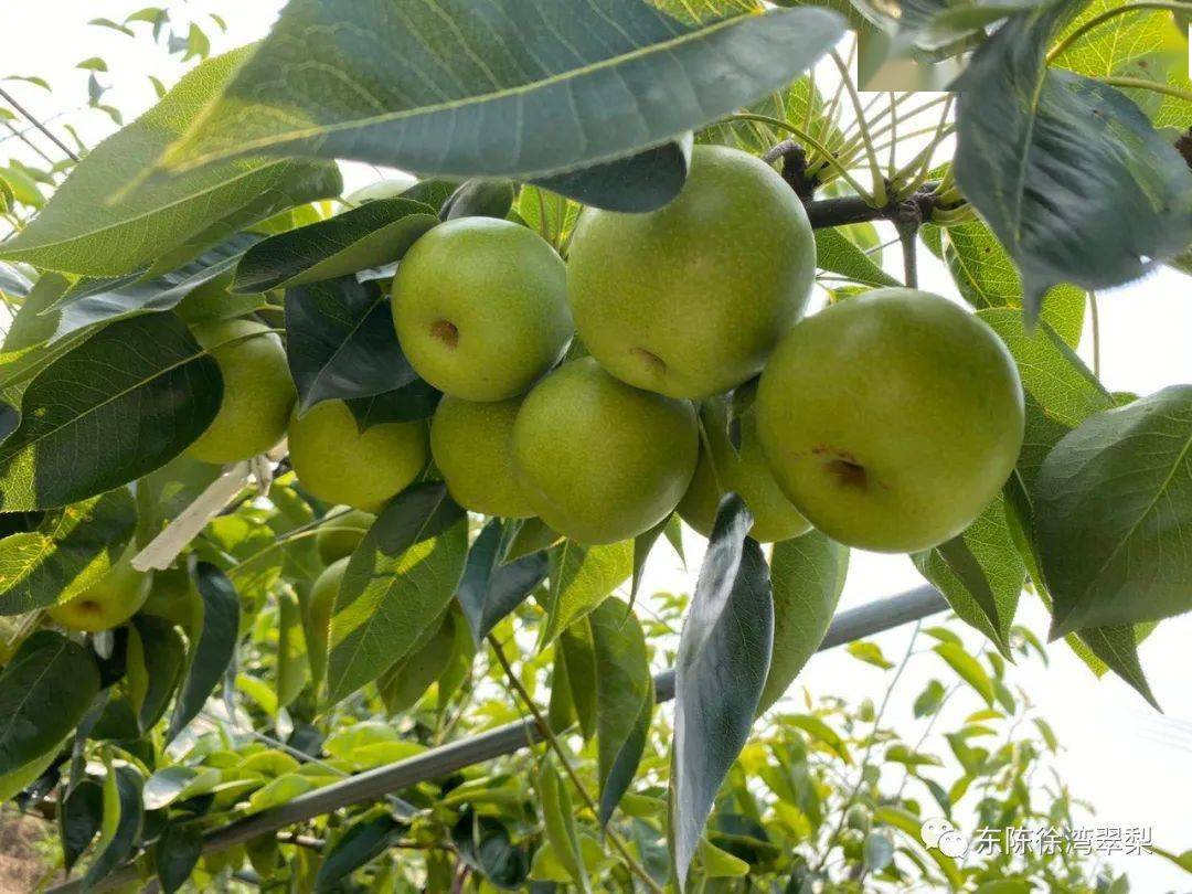 东陈镇党委书记焦晓斌邀您来尝鲜啦~_苏翠1