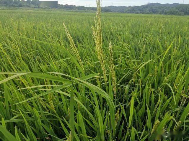 齐粳31水稻图片