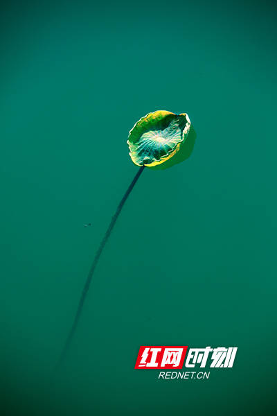 "蝌蚪".王少玲/摄