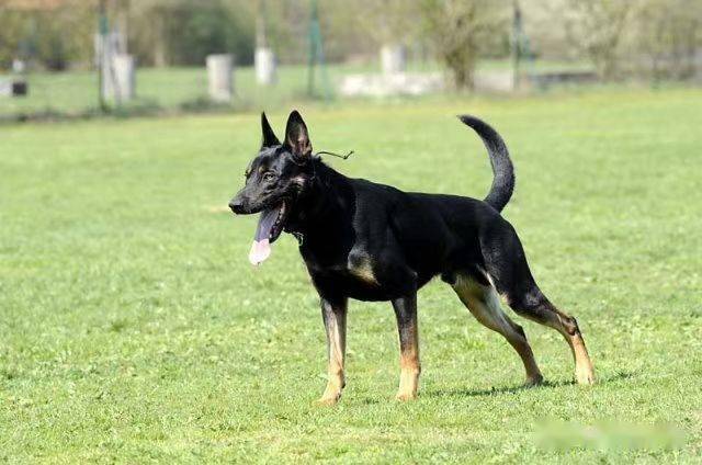 世界训犬大师巴顿贝伦和他的太极色马犬