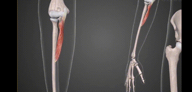 所以它有着使肘关节屈曲的功能,当我们手背向下的时候,它有着前臂旋前